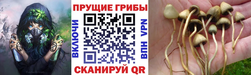 blacksprut как войти  Красный Кут  Галлюциногенные грибы Cubensis 